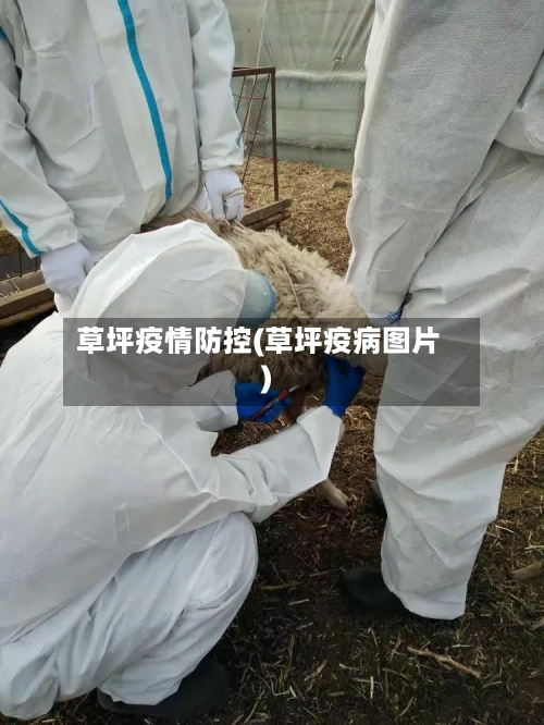 草坪疫情防控(草坪疫病图片)-第2张图片