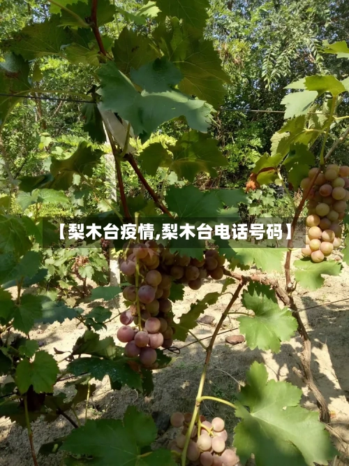 【梨木台疫情,梨木台电话号码】-第3张图片