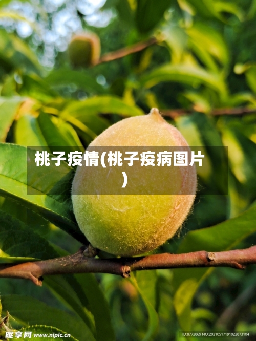 桃子疫情(桃子疫病图片)-第2张图片